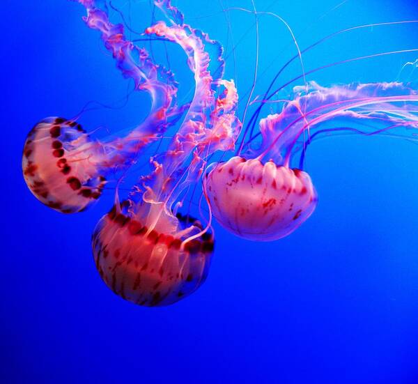 Underwater Poster featuring the photograph Dancing Trio by Elizabeth Hoskinson