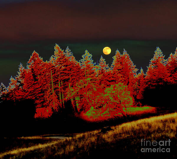 Landscape Poster featuring the photograph Dreaming Tree Moon by JoAnn SkyWatcher