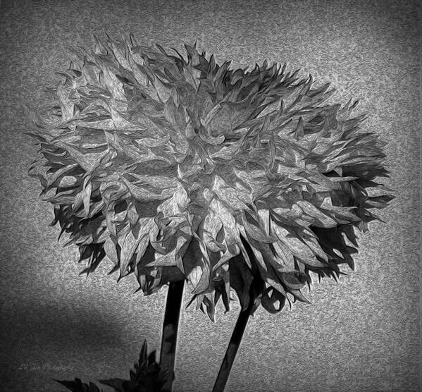  Dahlia Poster featuring the photograph Exotic Dahlia In Black And White by Jeanette C Landstrom