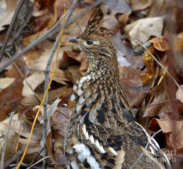 Game Birds Poster featuring the photograph Eye of the RUGR by Randy Bodkins