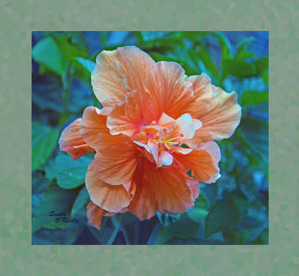 Hibiscus Poster featuring the photograph Fancy Peach Hibiscus by Sandi OReilly