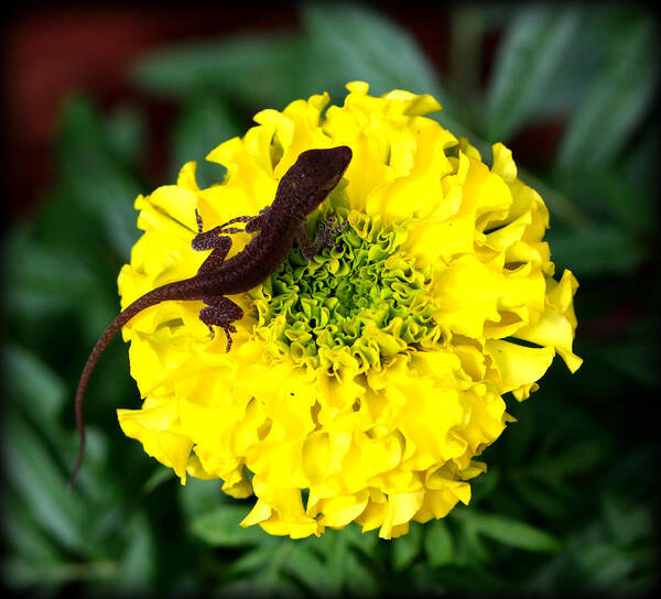 Gecko Poster featuring the photograph Gecko and Marigold by Susie Weaver