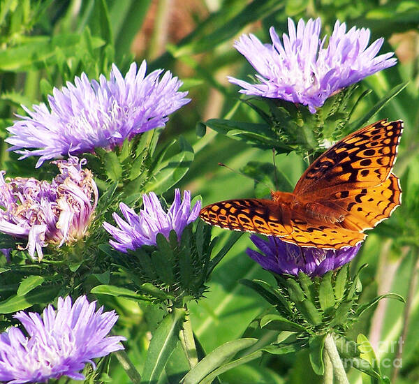 Eastern Great Spangled Fritillary Poster featuring the photograph Great Blue Star by Jennifer Robin