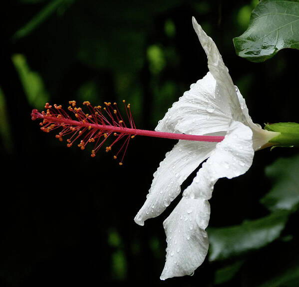 Hibiscus Poster featuring the photograph Hawaiian White Hibiscus by Margaret Saheed