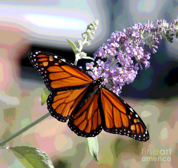 Butterfly Poster featuring the digital art I knew I had a Monarch by Jack Ader