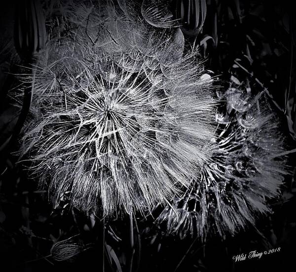 Black And White Poster featuring the digital art In Abstract by Wild Thing