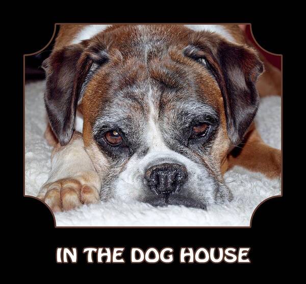Boxer Dog Poster featuring the photograph In The Dog House - Black by Gill Billington