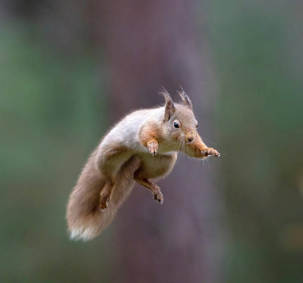 Red Poster featuring the photograph Jumping Red Squirrel by Pete Walkden