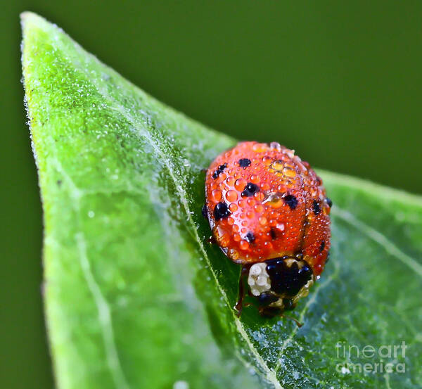 Ladybug Poster featuring the photograph Ladybug with Dew Drops by Kerri Farley