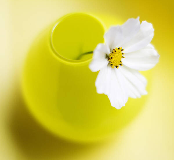 Yellow Poster featuring the photograph Little Yellow Vase by Rebecca Cozart