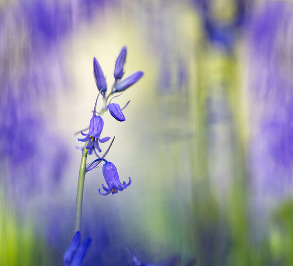 Bluebell Poster featuring the photograph Majestic Bluebells Spring Wild Flower by Dirk Ercken