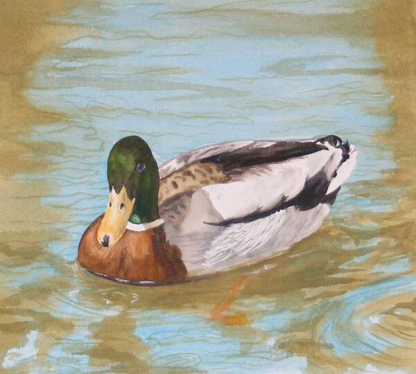 Duck Mallard Water Poster featuring the painting Mallard Drake by Diane Ziemski