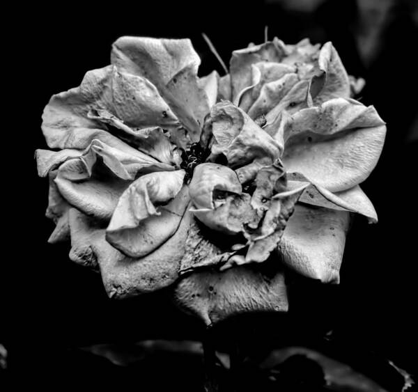 Black And White Poster featuring the photograph Monochrome Rose August by Leif Sohlman