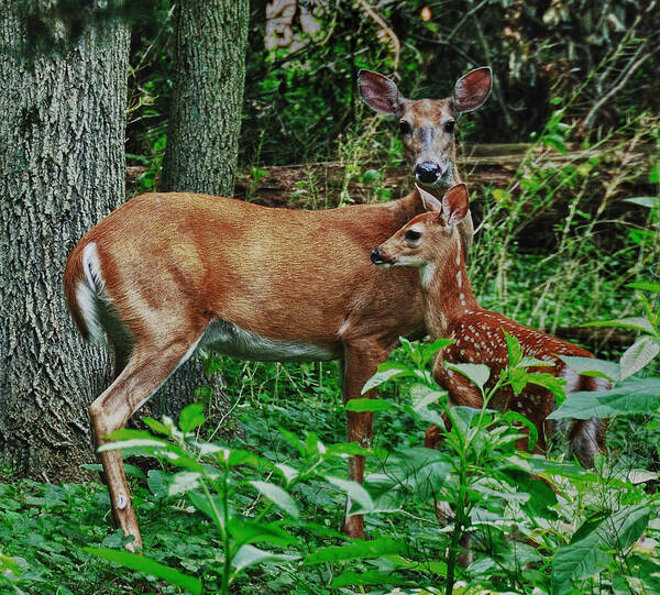 Deer Poster featuring the photograph Mother and Child by Mark Fuller