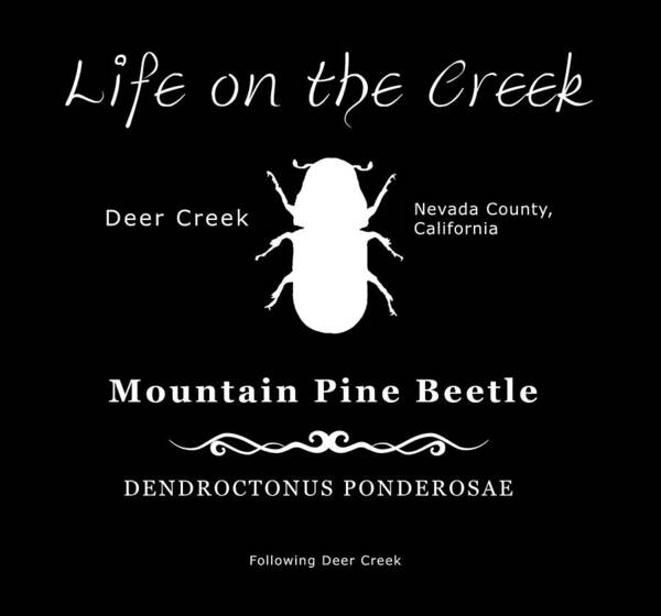 Bark Beetle Poster featuring the digital art Mountain Pine Beetle white on black by Lisa Redfern