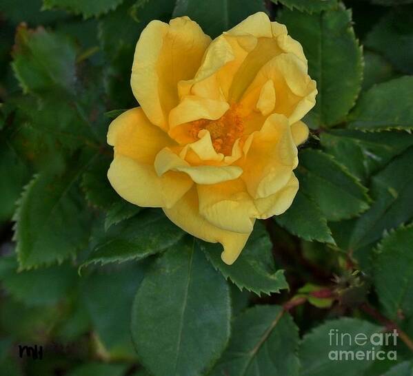Photo Poster featuring the photograph My First Yellow Rose by Marsha Heiken