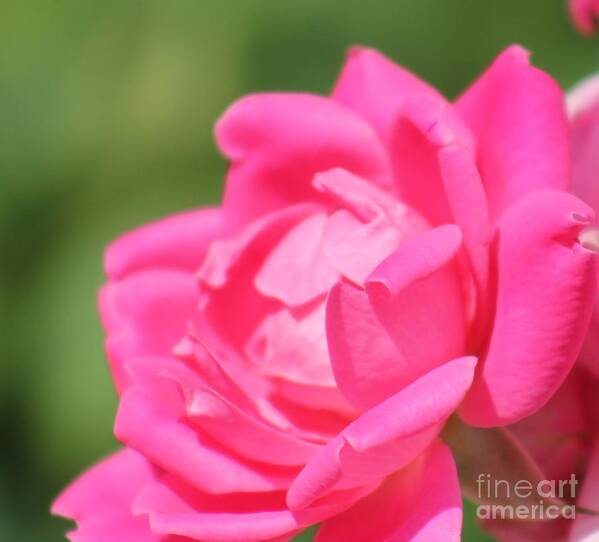 Pink Poster featuring the photograph Nature's Beauty 3 by Deena Withycombe