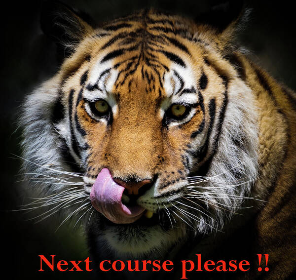 Tiger Poster featuring the photograph Next Course Please by Sam Rino
