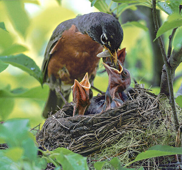 Nurture Poster featuring the photograph Nurturing The Little Ones by Marty Saccone