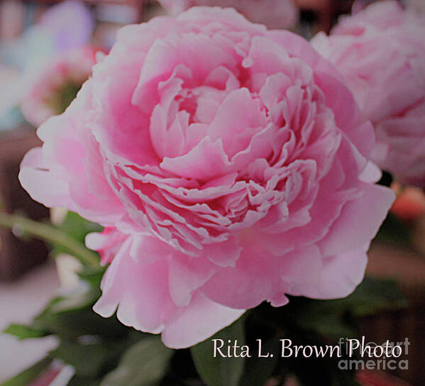 Peony Poster featuring the photograph Peony Pink Petals by Rita Brown