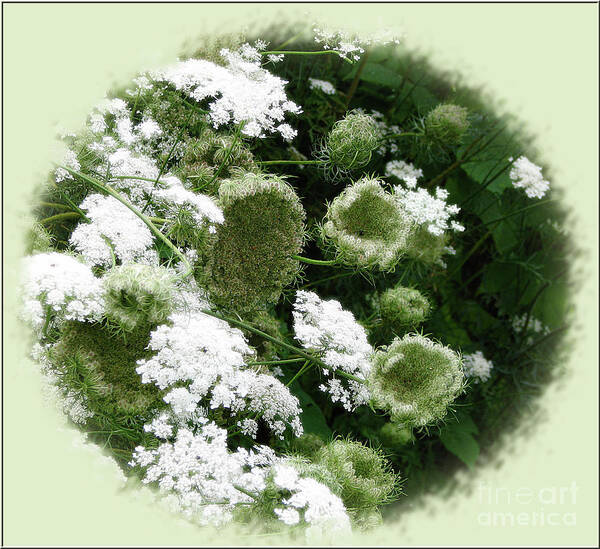 In Focus Poster featuring the photograph Queen Annes Lace by Deborah Johnson