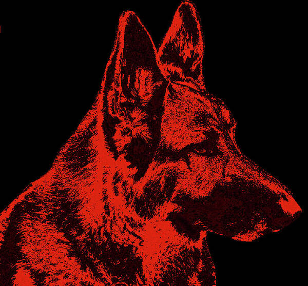 German Shepherd Poster featuring the photograph Red Dog - German Shepherd by Sandy Keeton
