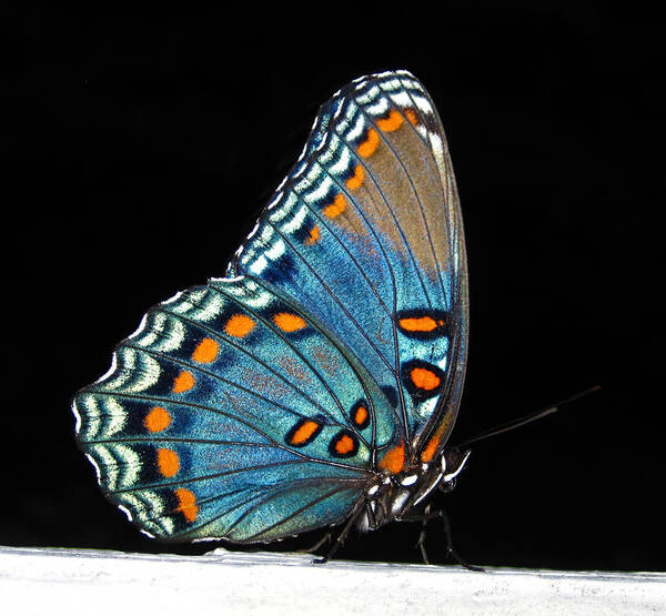 Butterfly Poster featuring the photograph Red Spotted Purple by Lara Ellis