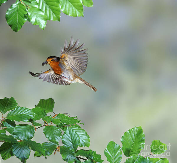 European Robin Poster featuring the photograph Robin flying to nest by Warren Photographic