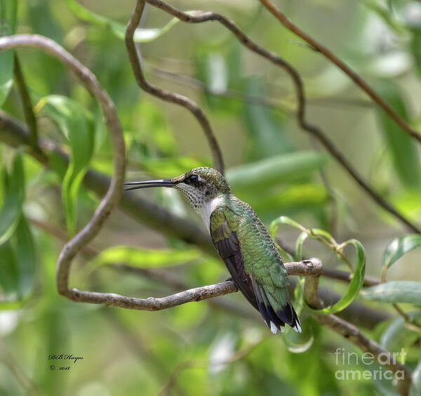Hummingbirds Poster featuring the photograph Ruby-Throated Hummingbird - Female by DB Hayes