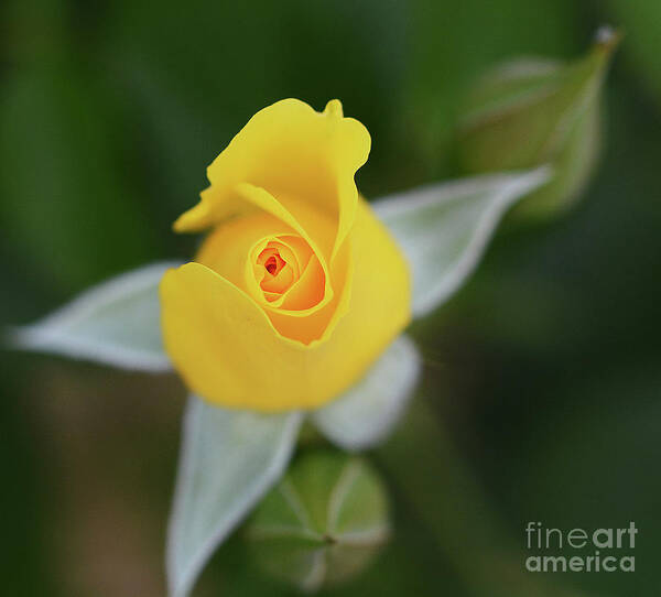 Flowers Poster featuring the photograph Star of the Show by Cindy Manero