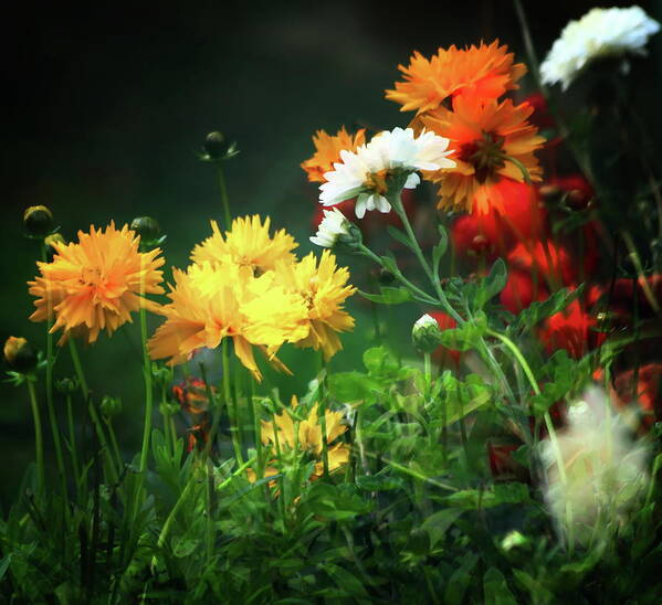 Flowers Poster featuring the photograph The Last Of The Autumn Flowers by Jeff Townsend