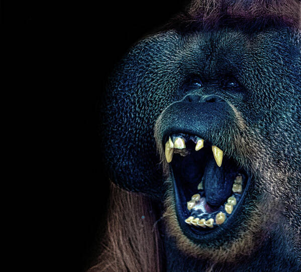 Orangutan Poster featuring the photograph The Laughing Orangutan by Martin Newman