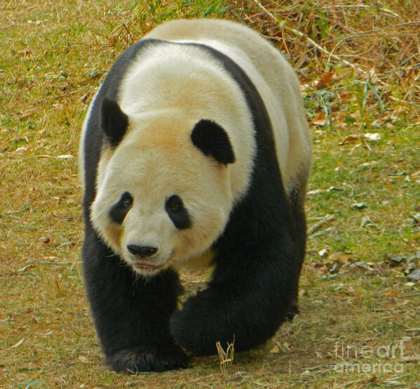 Animal Poster featuring the photograph Tian Tian - Papa Panda by Emmy Marie Vickers
