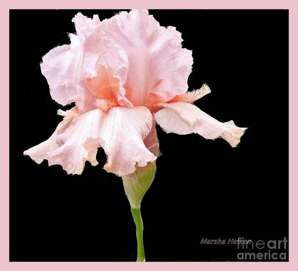 Photo Poster featuring the photograph Wavy Pink Iris ll by Marsha Heiken