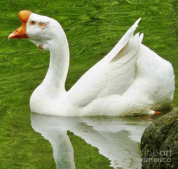Goose Poster featuring the photograph White Chinese Goose by Susan Garren