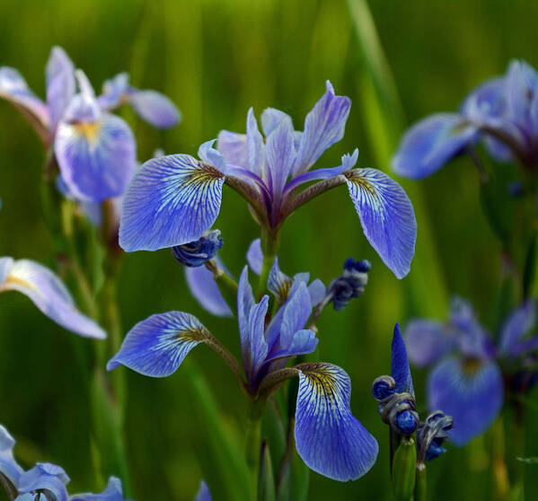 Blue Poster featuring the photograph Wild Blue Iris by Whispering Peaks Photography