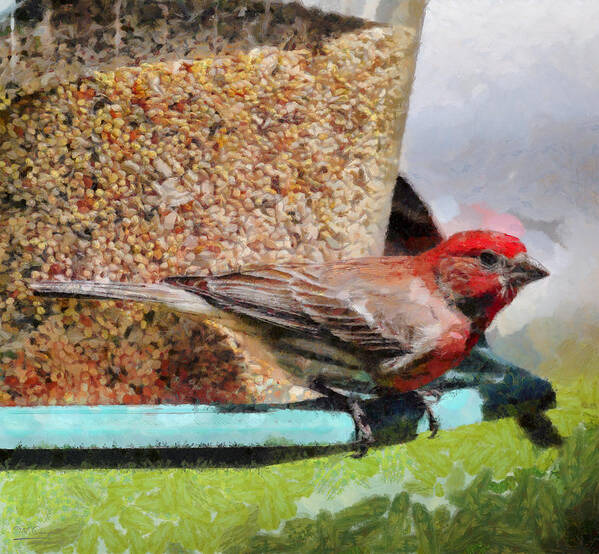 Finch Poster featuring the painting Windsor House Finch by Theresa Campbell