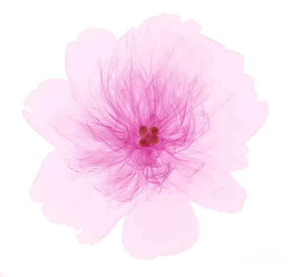Xray Poster featuring the photograph X-ray Of Peony Flower by Ted Kinsman