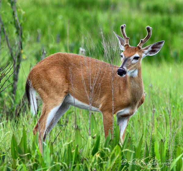 White Tail Deer Poster featuring the photograph Young Buck by Barbara Bowen