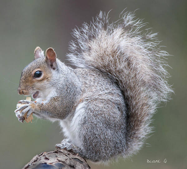 Eastern Grey Squirrel Poster featuring the photograph Eastern grey Squirrel #1 by Diane Giurco