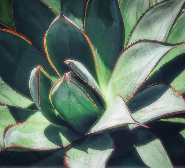 Cactus Poster featuring the photograph Desert Cactus Blue Glow Agave by Julie Palencia