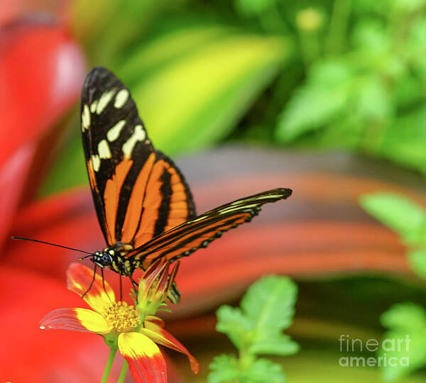 Butterfly Poster featuring the photograph Butterfly #3 by Cathy Donohoue