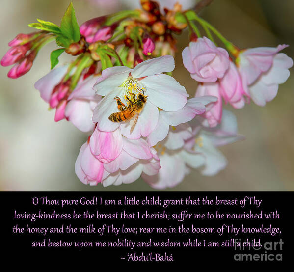Cherry Poster featuring the photograph A Little Child Prayer, No. 4 by Baha'i Writings As Art