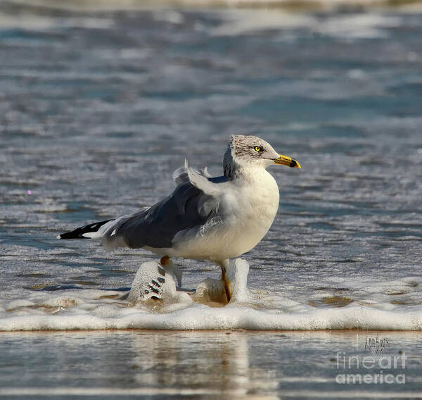 Seagull Poster featuring the photograph A Stroll In The Surf by Lois Bryan