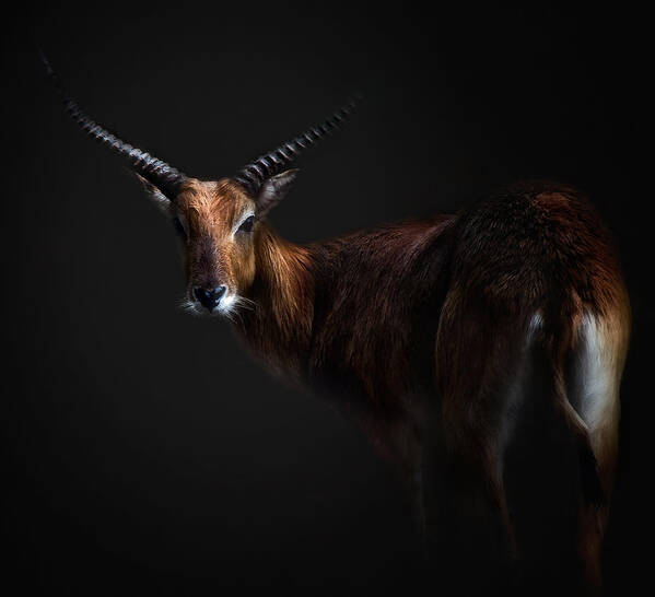 Antelope Poster featuring the photograph Antelope Lechwe Portrait by Santiago Pascual Buye