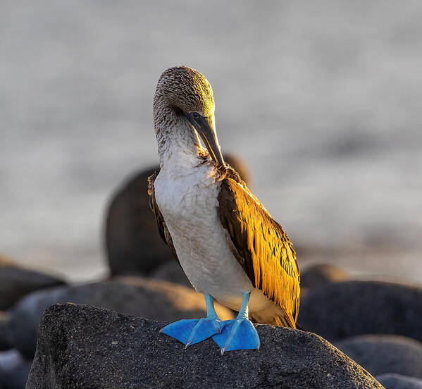 Blue Footed Booby Poster featuring the photograph Blue Footed Booby At Sunset by Tu Qiang (john) Chen