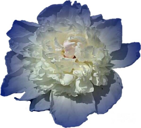 Blue Poster featuring the photograph Blue Peony Flower Designed for Shirts by Delynn Addams