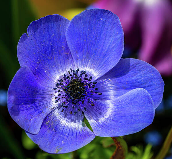 Blue Poster featuring the photograph Blue Poppy by Susie Weaver