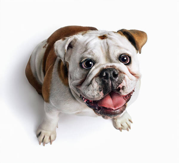 Pets Poster featuring the photograph Bulldog Looking Up by Gandee Vasan