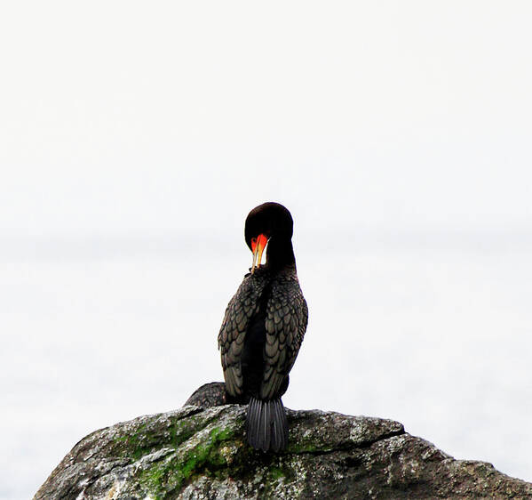 Cormorant Poster featuring the photograph Cormorant Grooming by Marie Jamieson